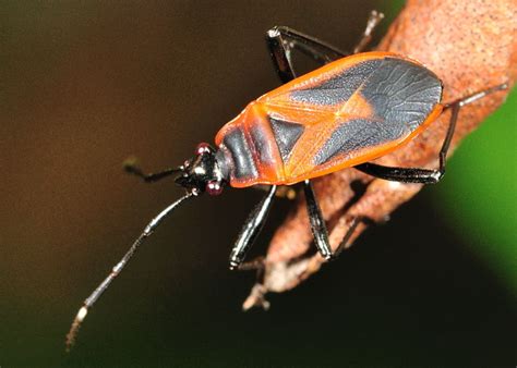 aussie firebug